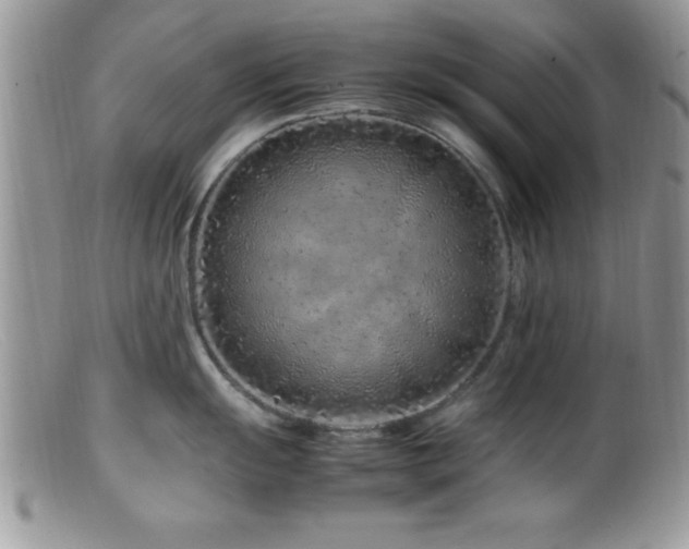 X0000099511055200805151454