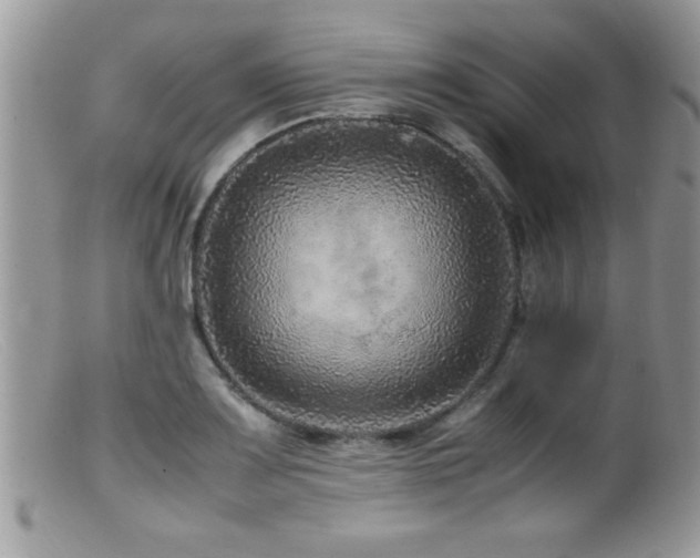 X0000099511083200805151453