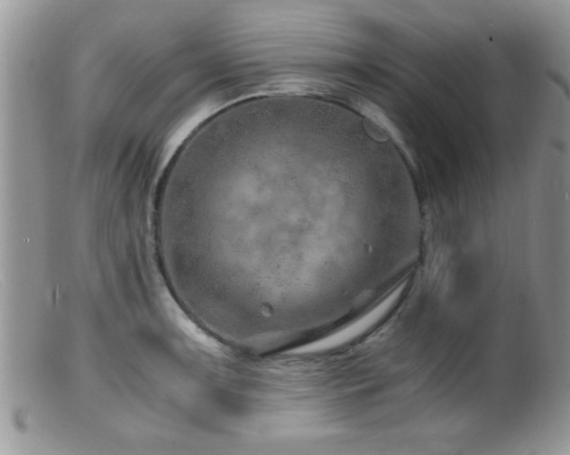 X0000099511091200805151453