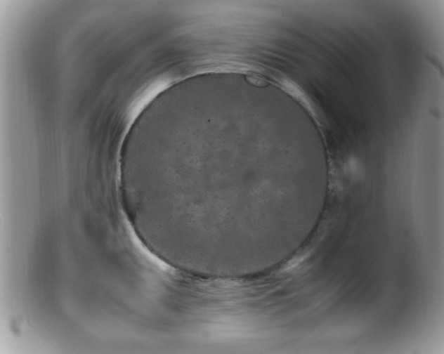 X0000099511095200805151453