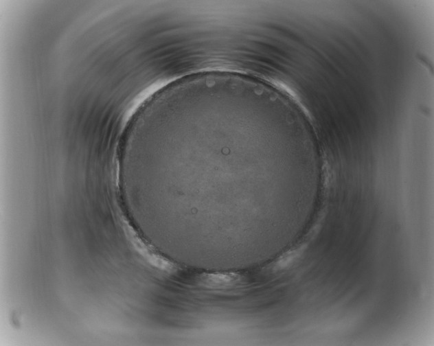 X0000099511125200805151453