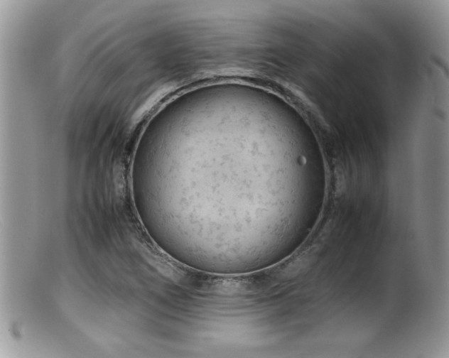X0000099511266200805151451