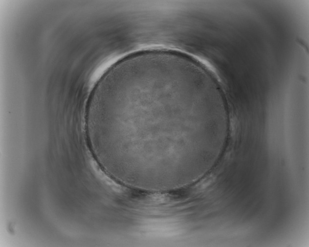 X0000099511279200805151450