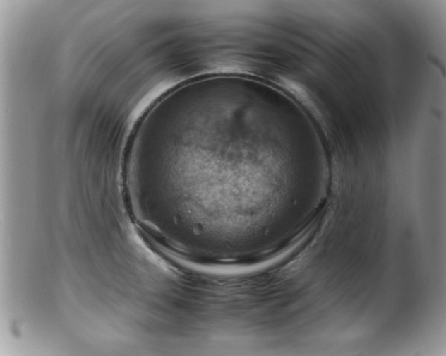 X0000099511331200805151450