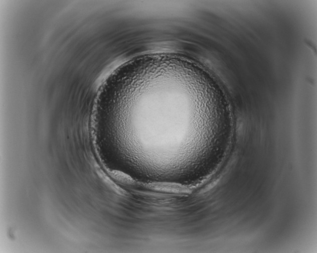 X0000099511417200805151449