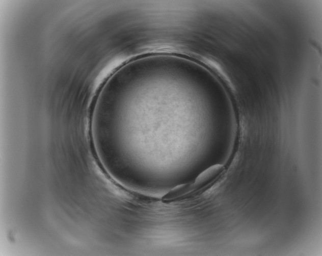 X0000099511424200805151449