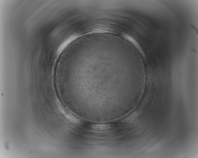 X0000099511427200805151449