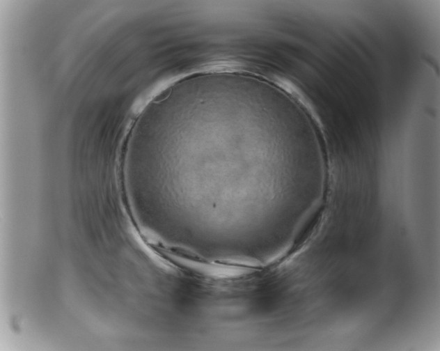 X0000099511429200805151449