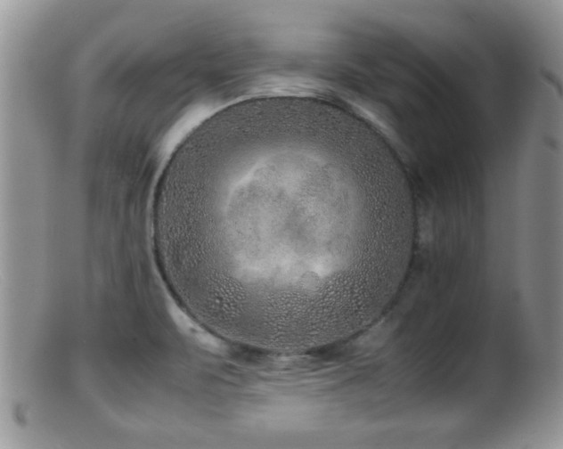 X0000099511471200805151448