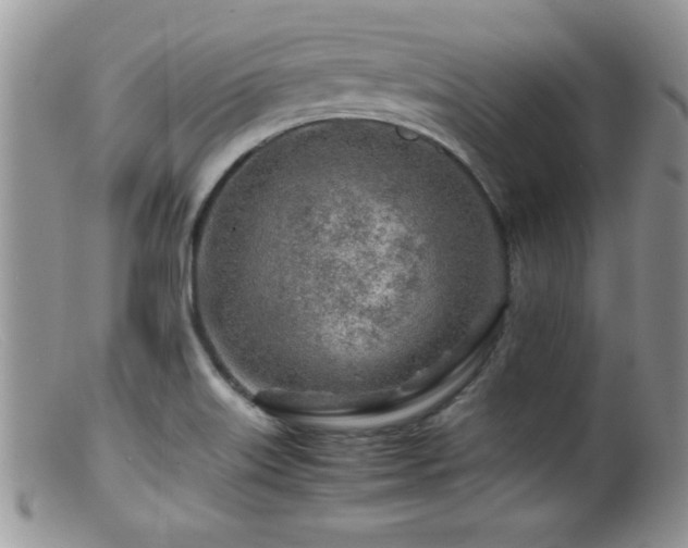 X0000099511515200805151447
