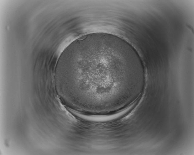 X0000099511529200805151447