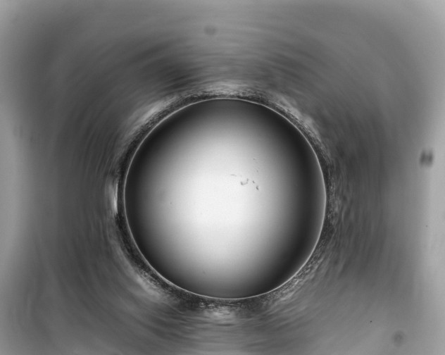 X0000099510062200805221431