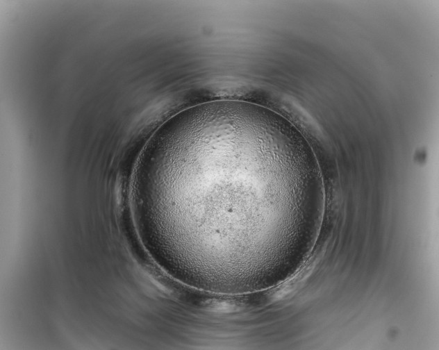 X0000099510074200805221431