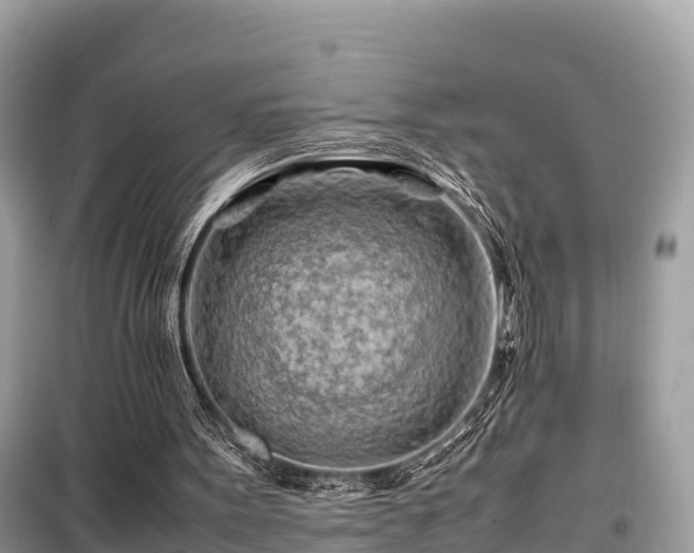 X0000099510099200805221431