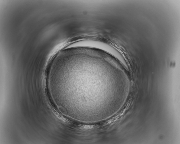 X0000099510149200805221430