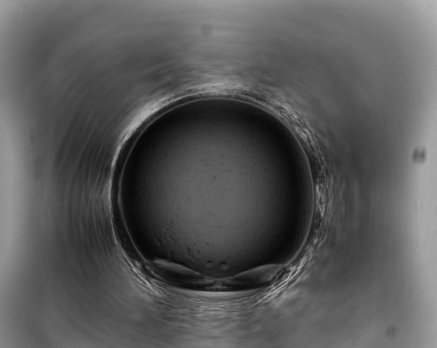 X0000099510196200805221430