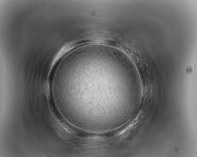 X0000099510198200805221430