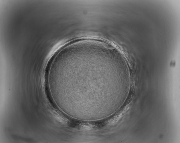 X0000099510199200805221429