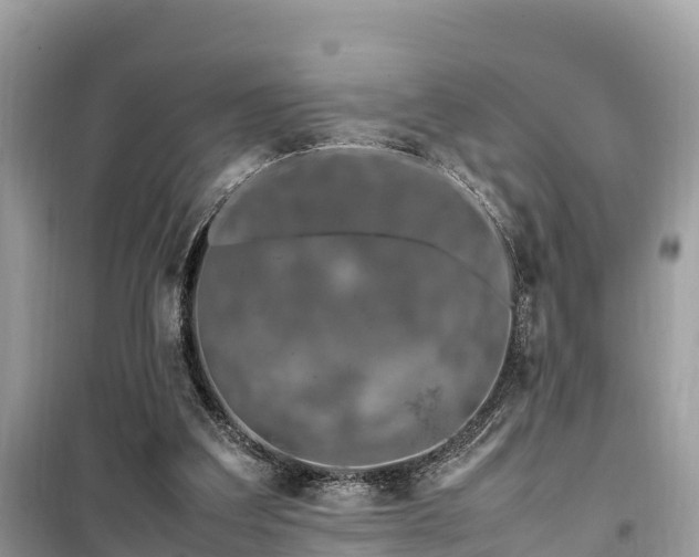 X0000099510203200805221429