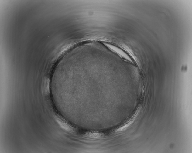 X0000099510205200805221429