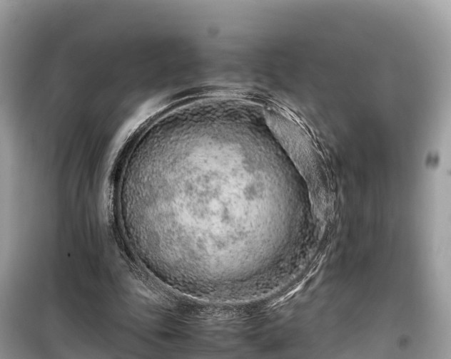 X0000099510343200805221427