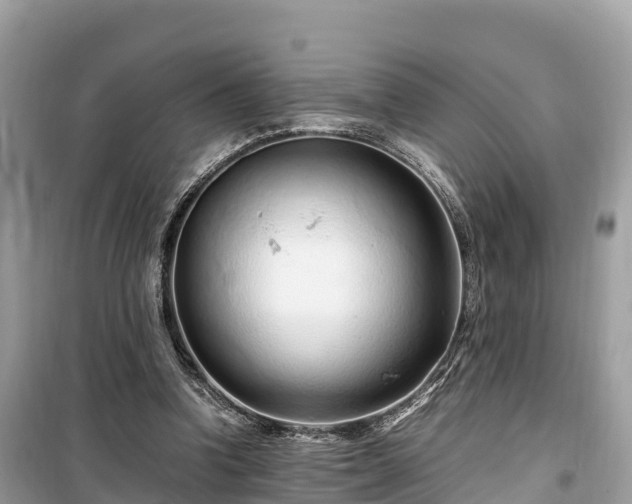 X0000099510346200805221427