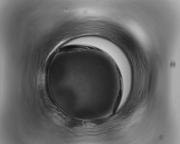 X0000099510387200805221427