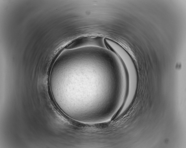 X0000099510389200805221427