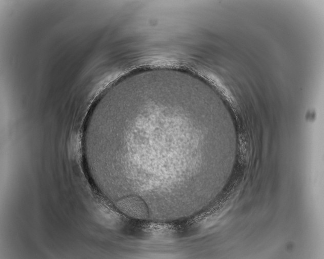 X0000099510487200805221425