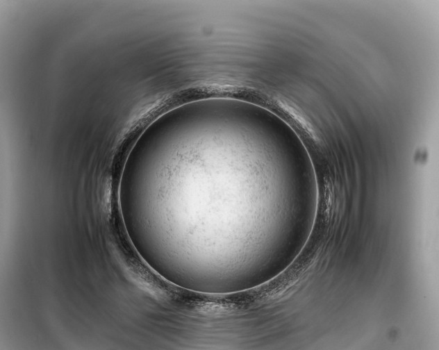 X0000099510494200805221425