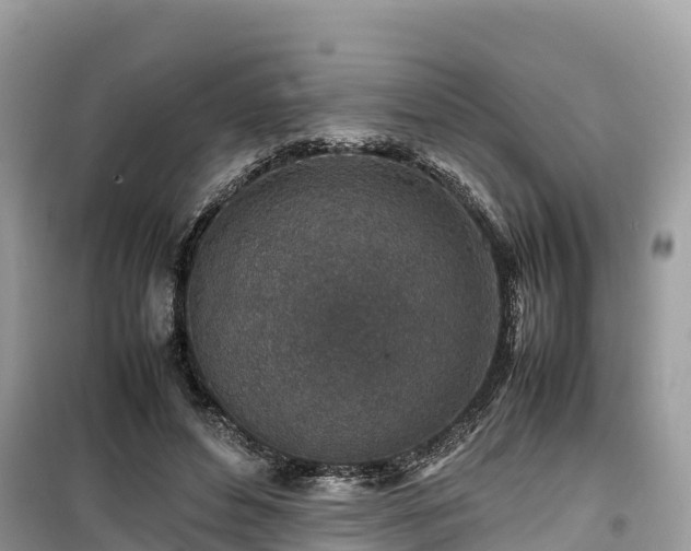 X0000099510496200805221425