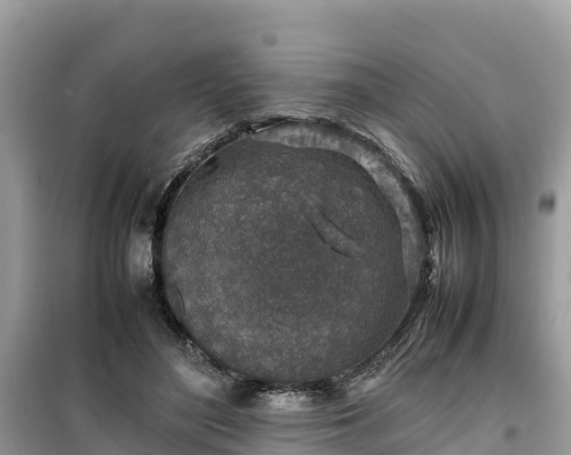 X0000099510500200805221425