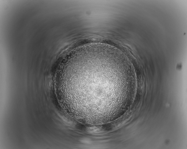 X0000099510511200805221425