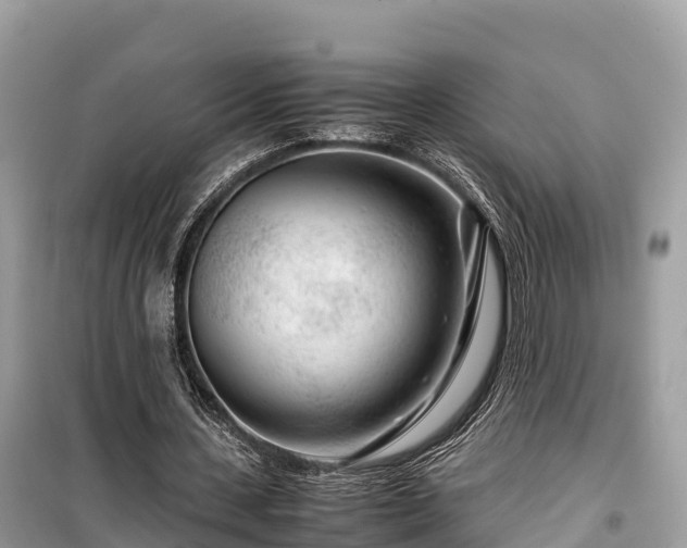 X0000099510531200805221424