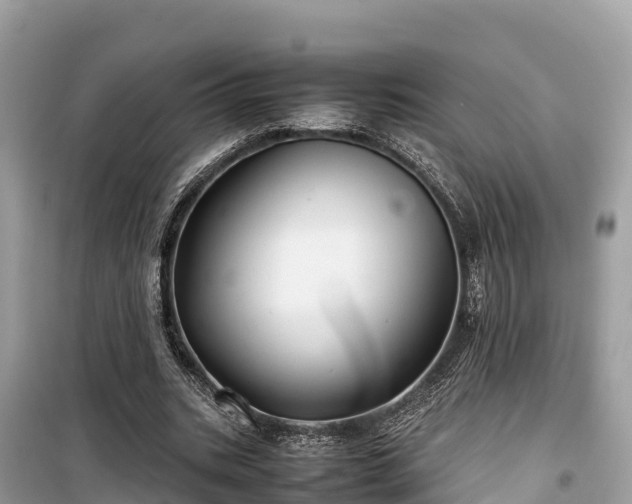 X0000099510535200805221424