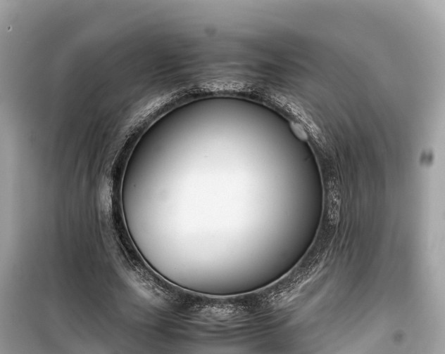 X0000099510631200805221423