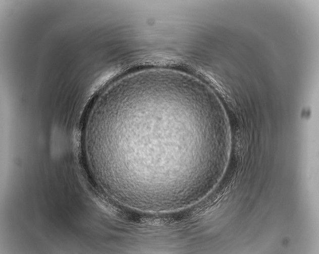X0000099510679200805221422