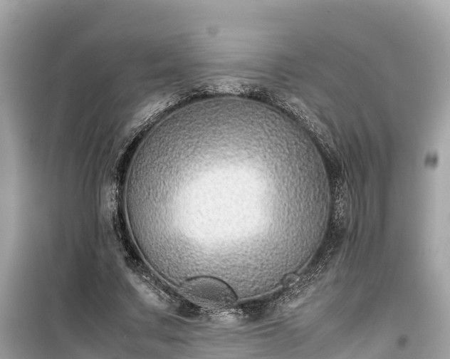 X0000099510683200805221422