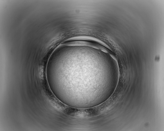 X0000099510696200805221422