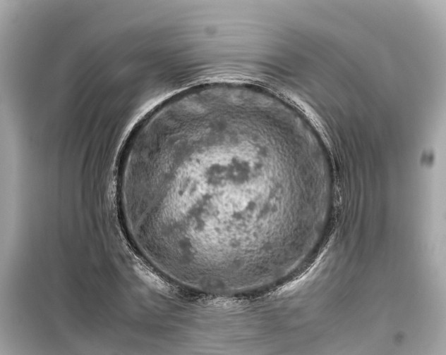 X0000099510779200805221421