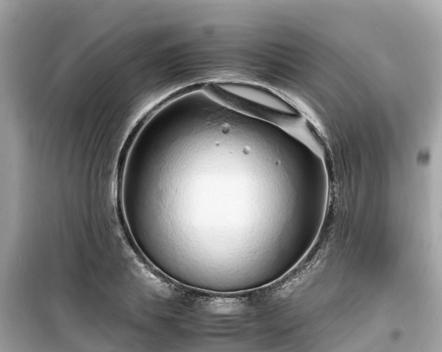 X0000099510839200805221420