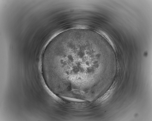 X0000099510851200805221420