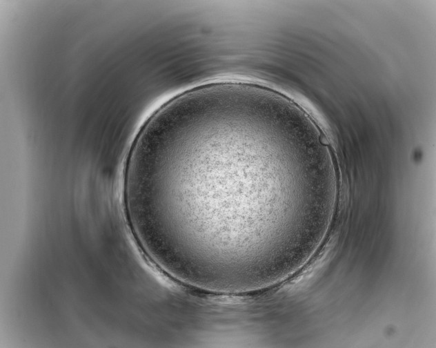 X0000099510862200805221420