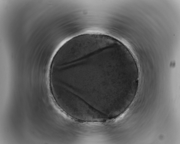 X0000099510864200805221420
