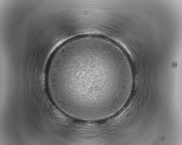 X0000099510975200805221418
