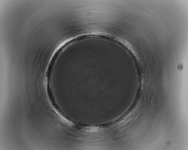X0000099511024200805221417