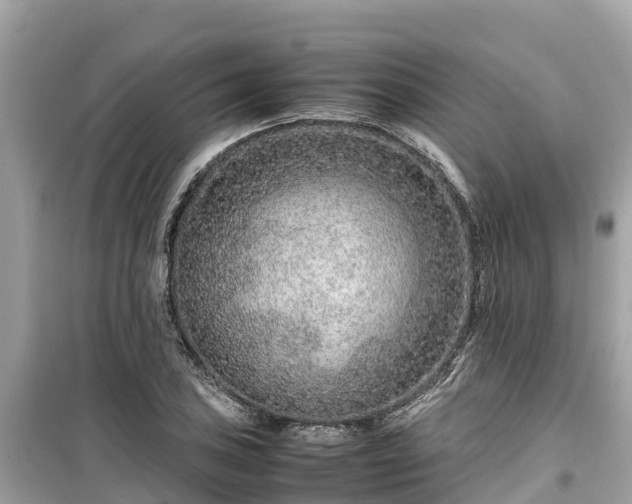 X0000099511027200805221417