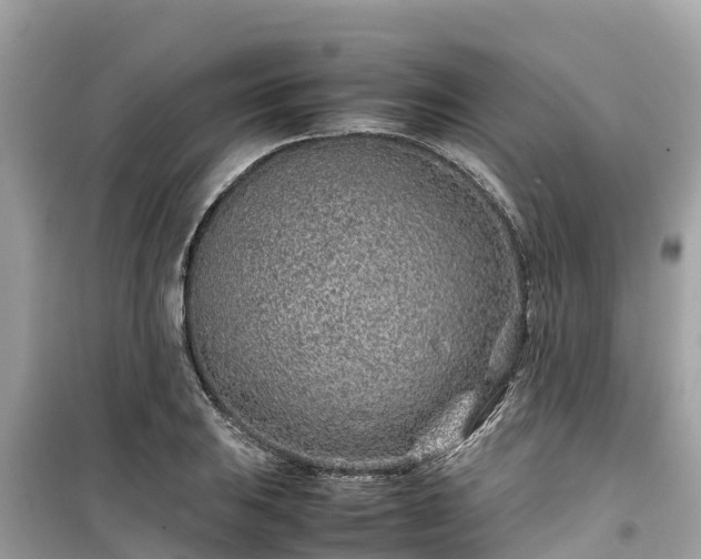 X0000099511031200805221417
