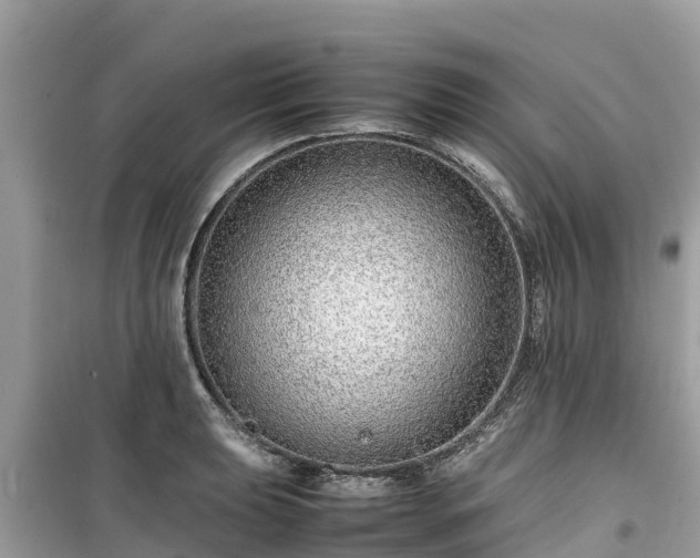 X0000099511039200805221417