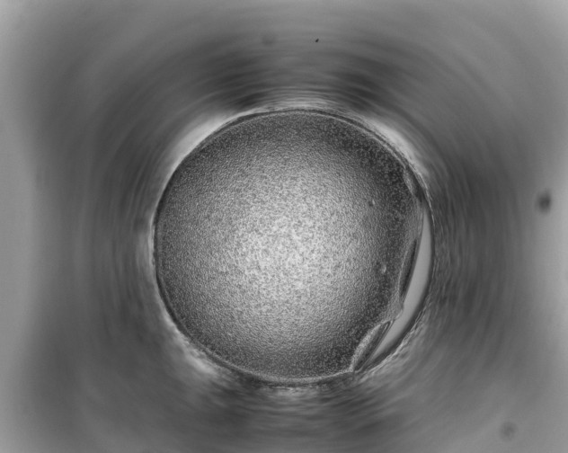 X0000099511047200805221418
